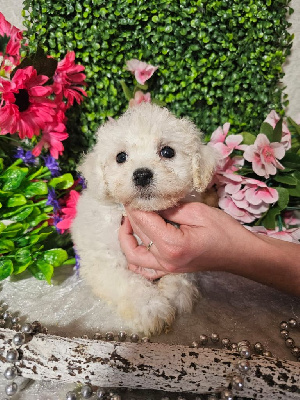 CHIOT male collier noir