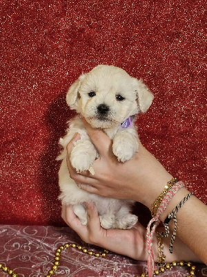 CHIOT femelle collier violet