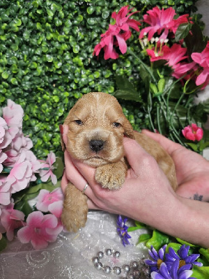 CHIOT male collier vert