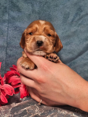 CHIOT male collier marron