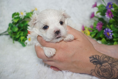 CHIOT male collier vert
