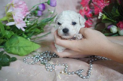 CHIOT male collier rouge 