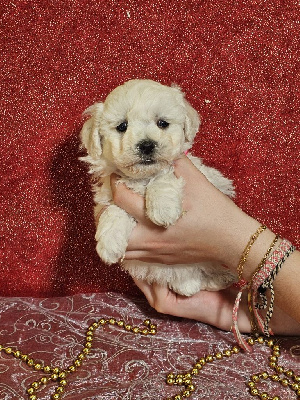 CHIOT femelle collier rose