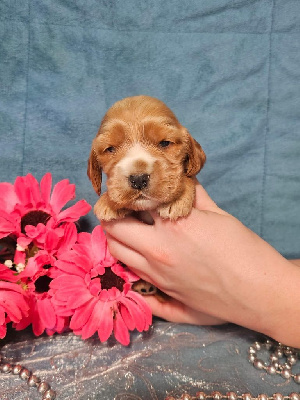 CHIOT male collier jaune