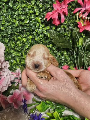 CHIOT male fauve collier vert