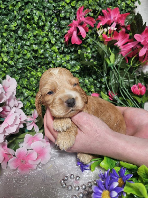 CHIOT male collier rouge