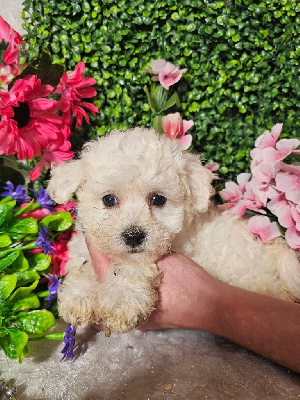 CHIOT male collier bleu