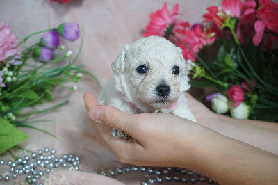 CHIOT femelle collier rose