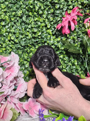 CHIOT femelle collier rose