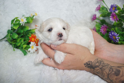 CHIOT male collier orange 