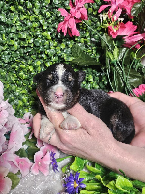 CHIOT male noir tricolore colier bleu