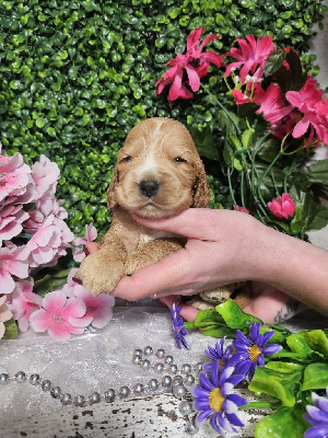 CHIOT femelle collier violet