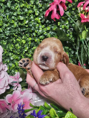 CHIOT femelle fauve collier rouge
