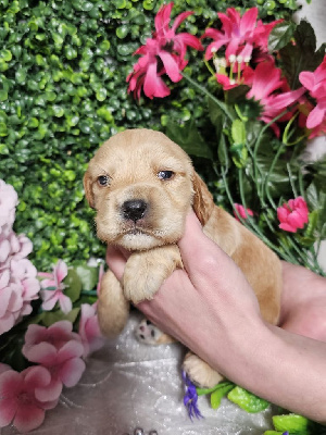 CHIOT femelle collier rose