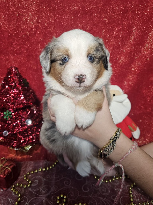 CHIOT male bleu merle collier bleu