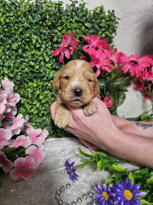 CHIOT male collier jaune