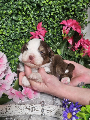 CHIOT male rouge tricolore collier vert