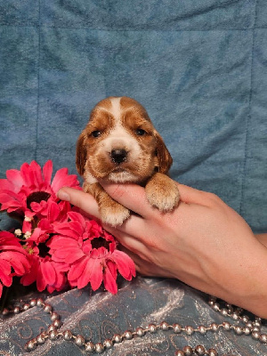 CHIOT femelle collier violet