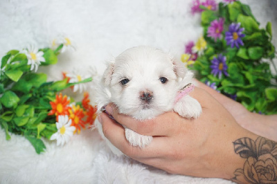 CHIOT femelle collier rose