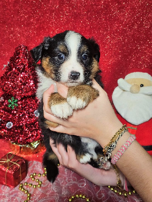 CHIOT femelle noir tricolore collier rose