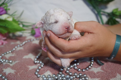 CHIOT femelle collier rose