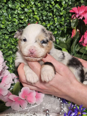 CHIOT femelle bleu merle collier violet