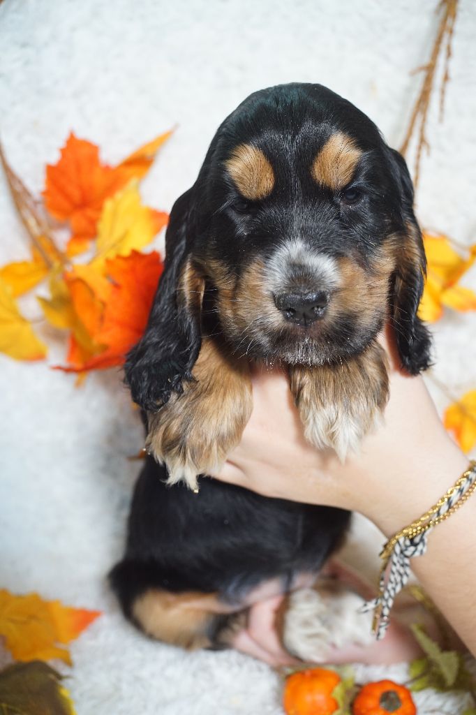 Du Royaume Des Quatre Pattes - Cocker Spaniel Anglais - Portée née le 01/10/2025