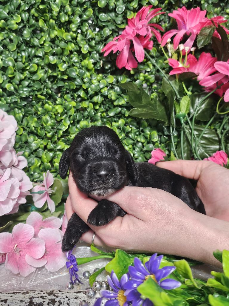 Du Royaume Des Quatre Pattes - Chiots disponibles - Cocker Spaniel Anglais