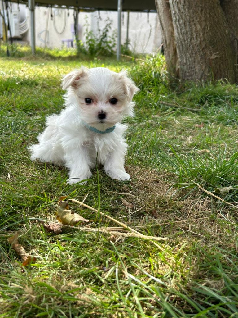 Du Royaume Des Quatre Pattes - Chiots disponibles - Bichon maltais