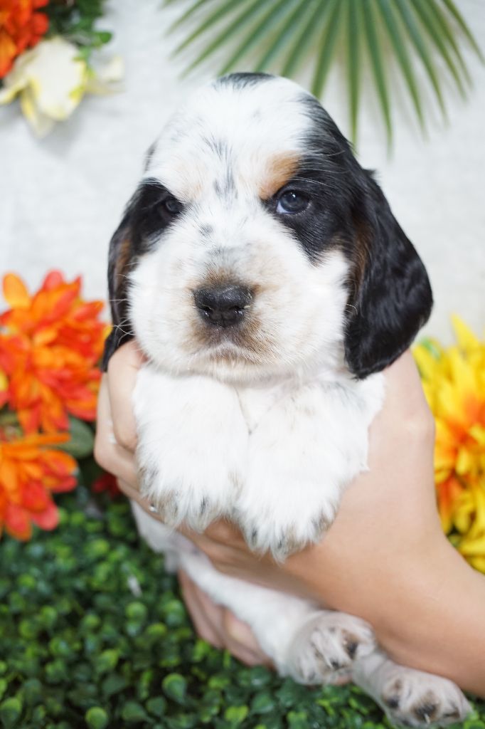 Du Royaume Des Quatre Pattes - Chiots disponibles - Cocker Spaniel Anglais