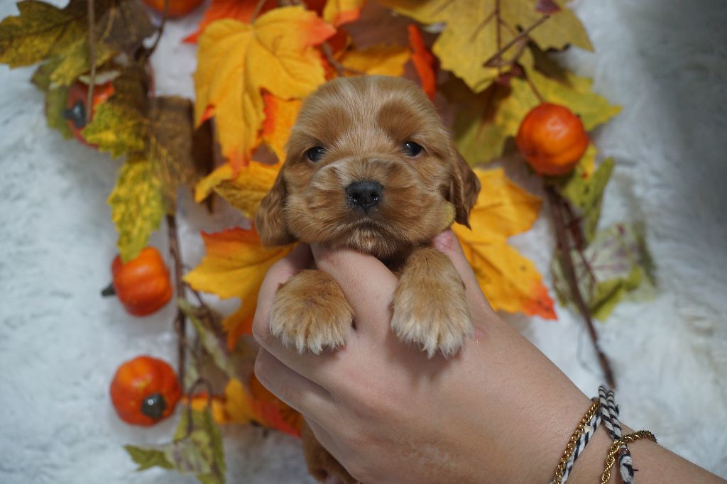Chiot Cocker Spaniel Anglais Du Royaume Des Quatre Pattes