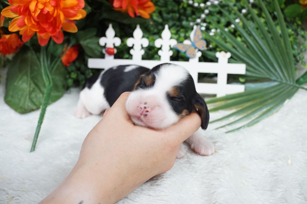 Du Royaume Des Quatre Pattes - Chiots disponibles - Cocker Spaniel Anglais