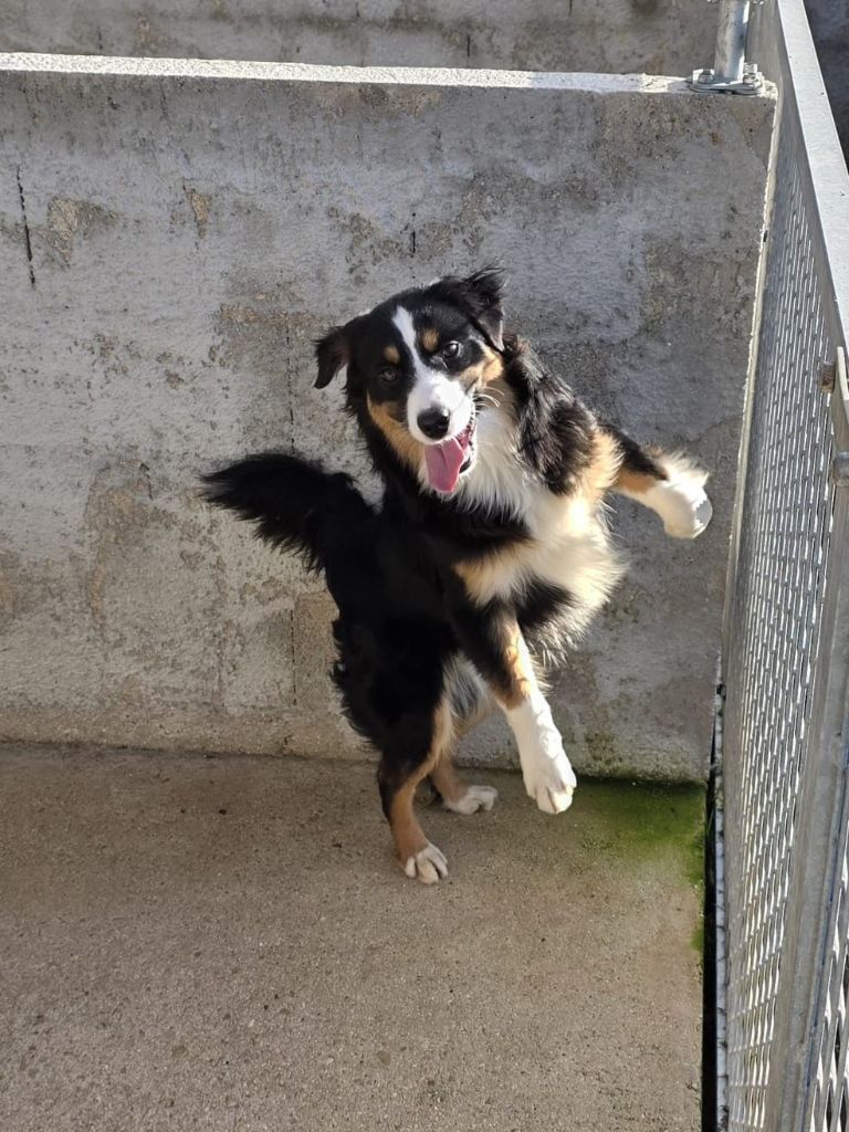 Chiot Berger Américain Miniature  Du Royaume Des Quatre Pattes