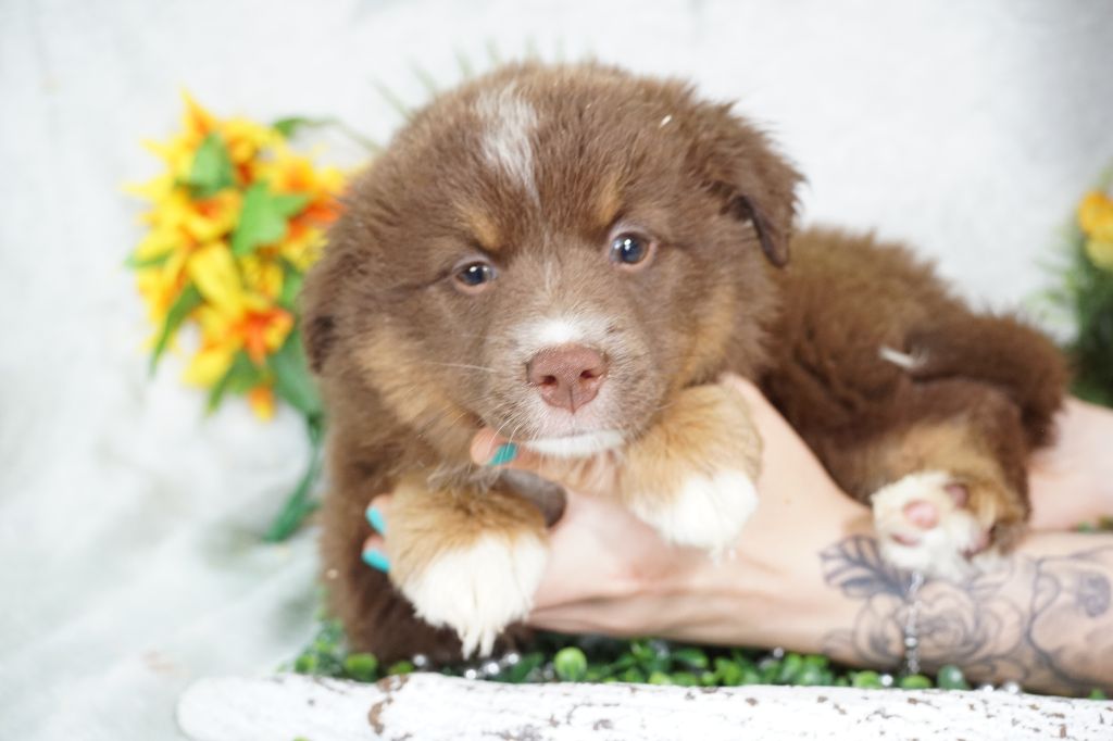 Chiot Berger Américain Miniature Du Royaume Des Quatre Pattes