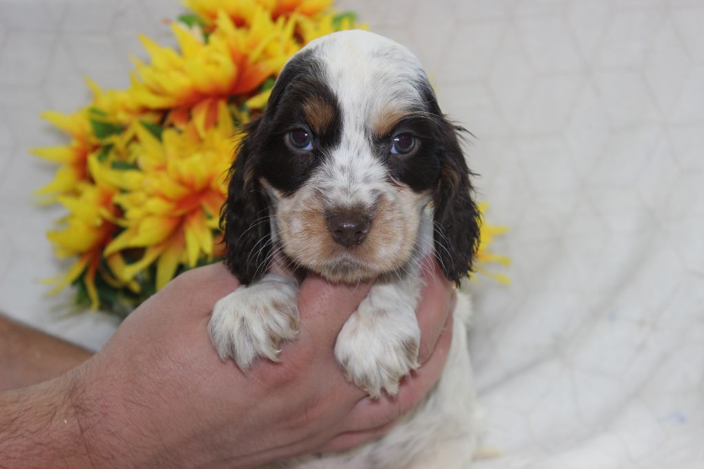 Chiot Cocker Spaniel Anglais Du Royaume Des Quatre Pattes