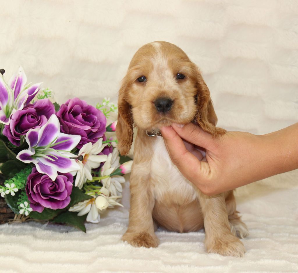 CHIOT male cocker fauve collier marron