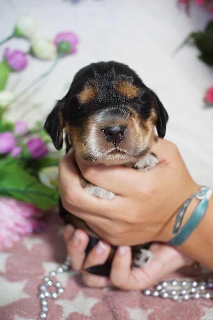Du Royaume Des Quatre Pattes - Chiots disponibles - Cocker Spaniel Anglais