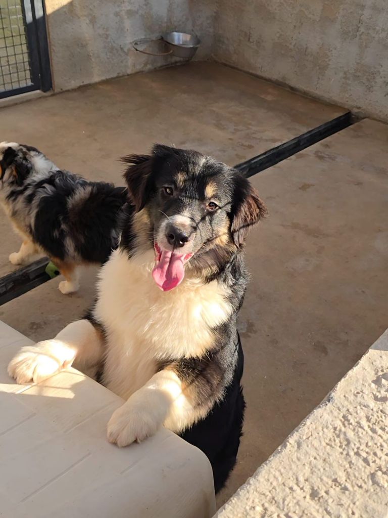 Du Royaume Des Quatre Pattes - Chiots disponibles - Berger Américain Miniature 