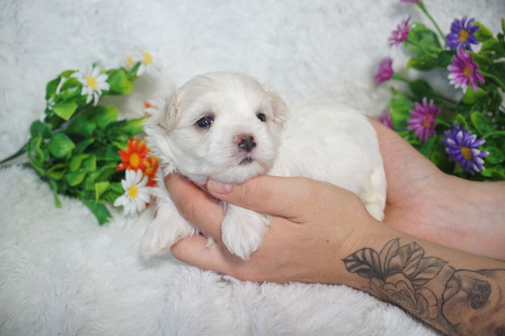 Du Royaume Des Quatre Pattes - Chiots disponibles - Bichon maltais