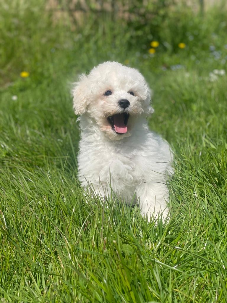 Du Royaume Des Quatre Pattes - Chiots disponibles - Bichon Frise