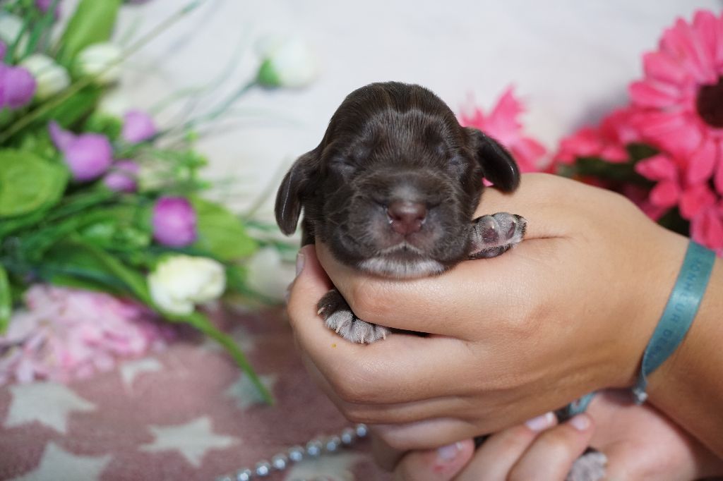 Du Royaume Des Quatre Pattes - Chiots disponibles - Cocker Spaniel Anglais