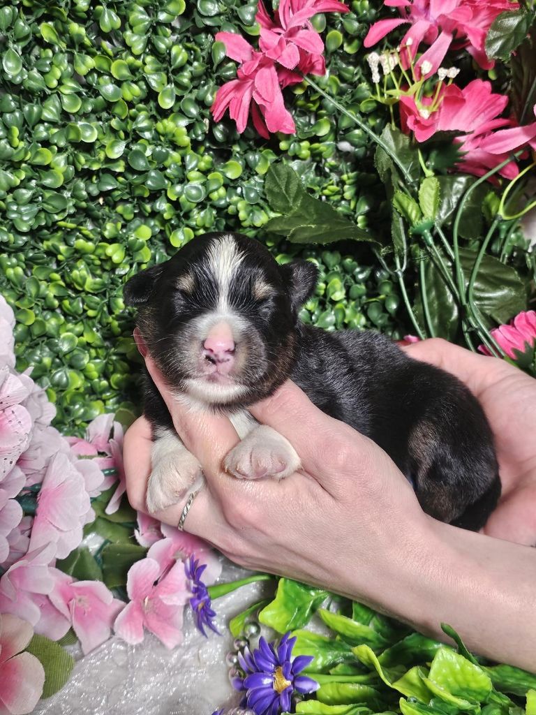 Du Royaume Des Quatre Pattes - Chiots disponibles - Berger Américain Miniature 