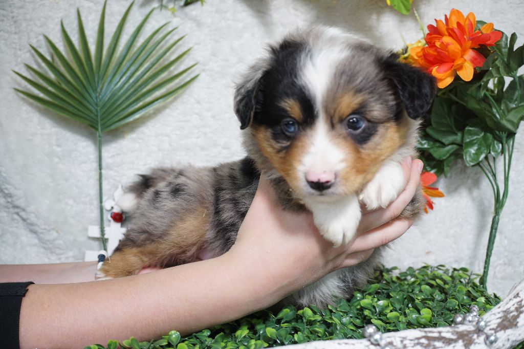 Du Royaume Des Quatre Pattes - Chiots disponibles - Berger Américain Miniature 