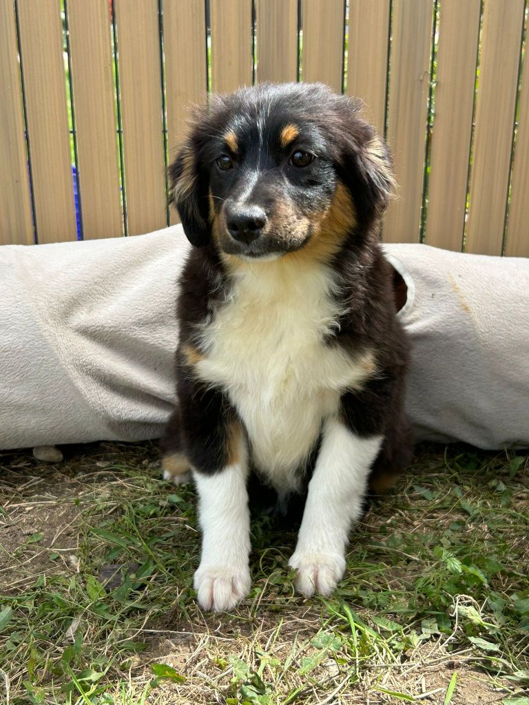 Du Royaume Des Quatre Pattes - Chiots disponibles - Berger Américain Miniature 