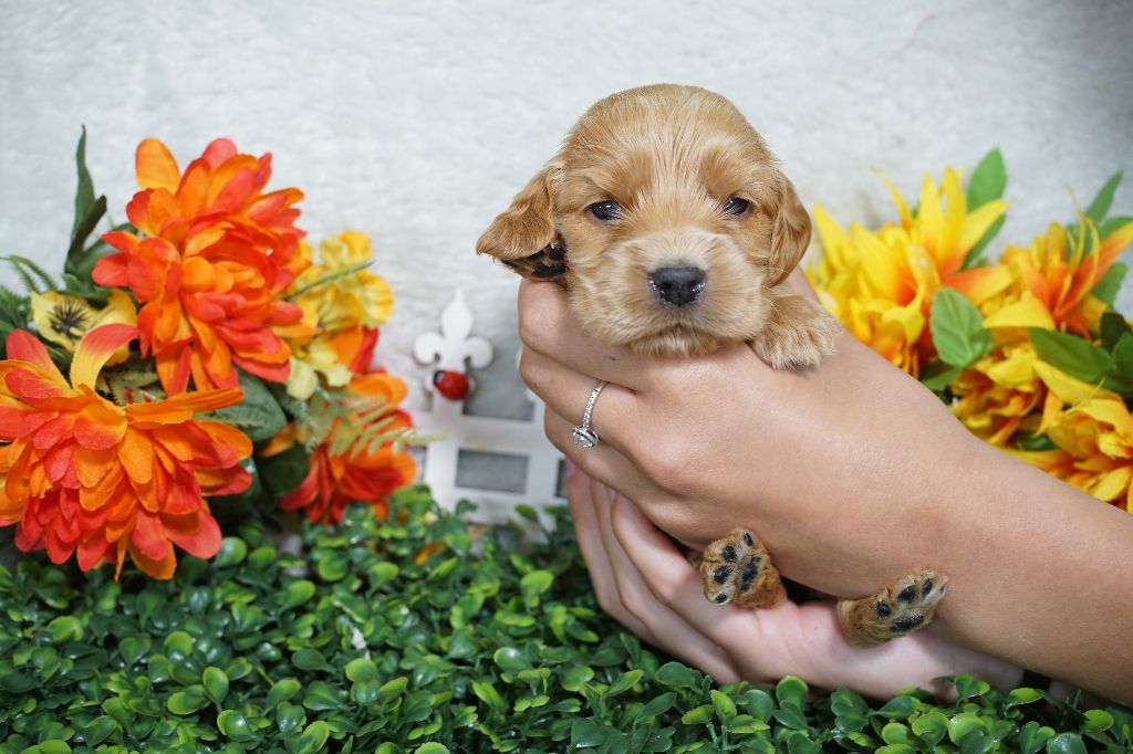 Du Royaume Des Quatre Pattes - Chiots disponibles - Cocker Spaniel Anglais