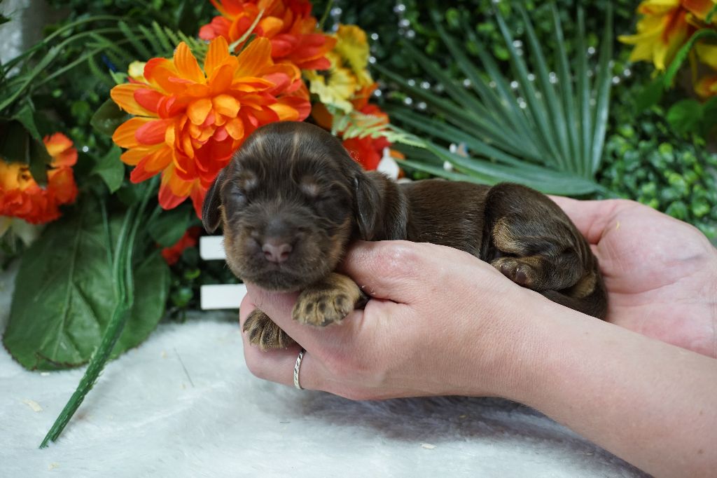 Du Royaume Des Quatre Pattes - Chiots disponibles - Cocker Spaniel Anglais