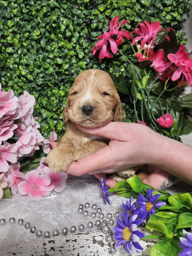 Du Royaume Des Quatre Pattes - Chiots disponibles - Cocker Spaniel Anglais