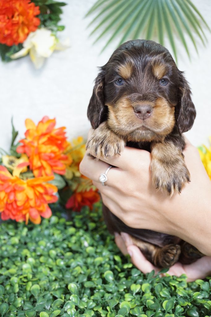 Du Royaume Des Quatre Pattes - Chiots disponibles - Cocker Spaniel Anglais