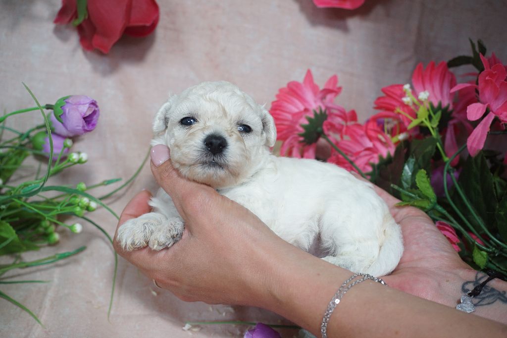 Du Royaume Des Quatre Pattes - Chiots disponibles - Bichon Frise