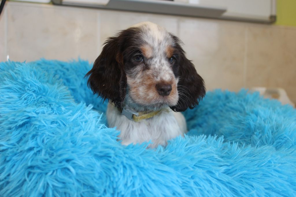 Chiot Cocker Spaniel Anglais Du Royaume Des Quatre Pattes